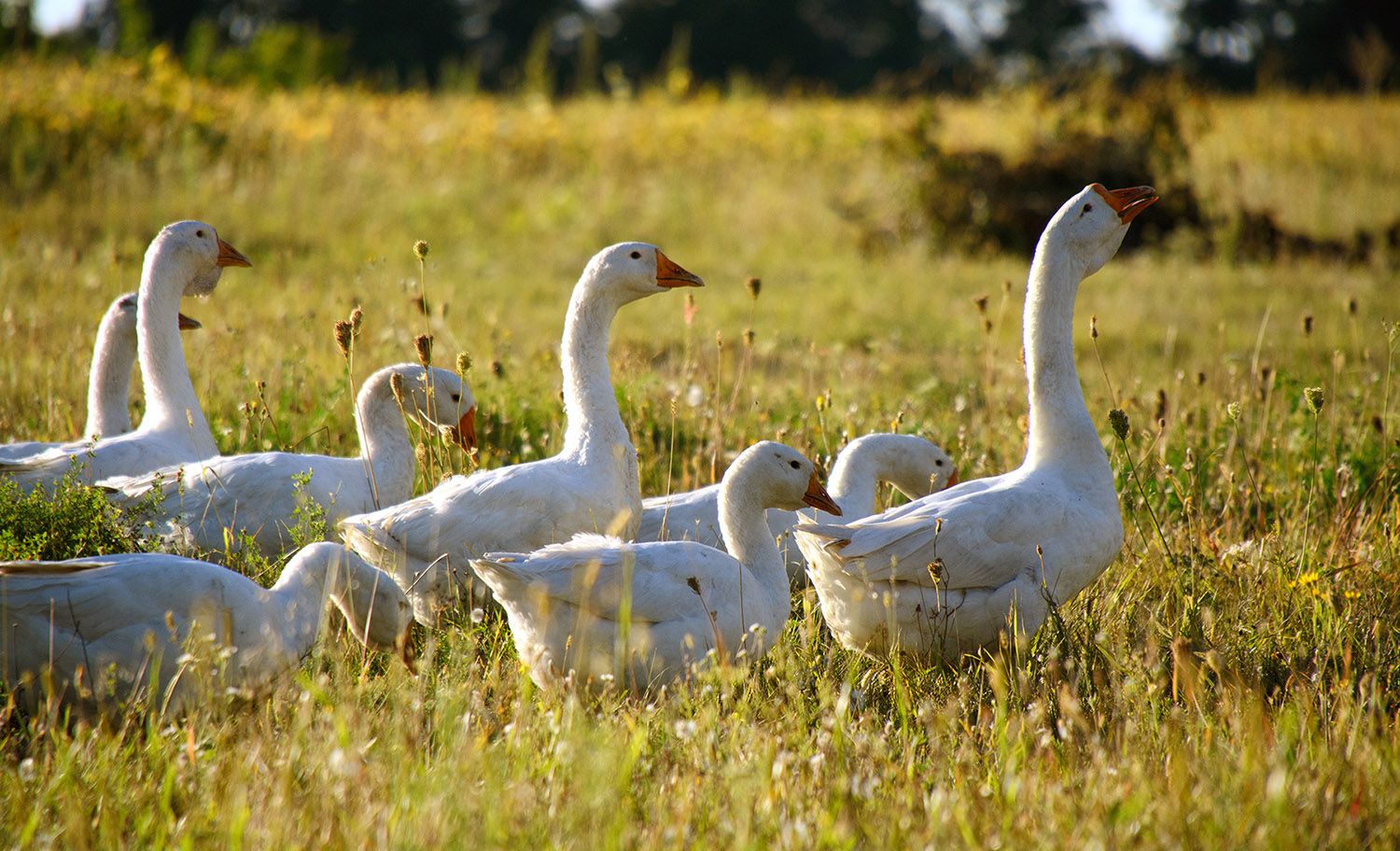 Plusieurs oies blanches dans un champ.