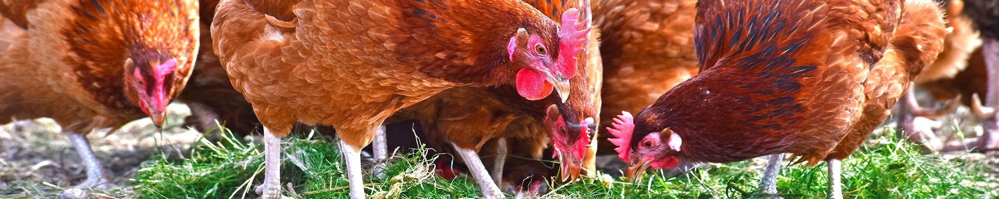 Image de plusieurs poules en gros plan sur un sol de ferme.
