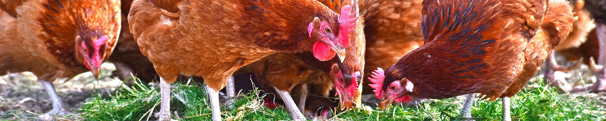Image de plusieurs poules en gros plan sur un sol de ferme.