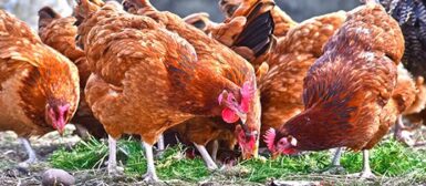 Image de plusieurs poules en gros plan sur un sol de ferme.