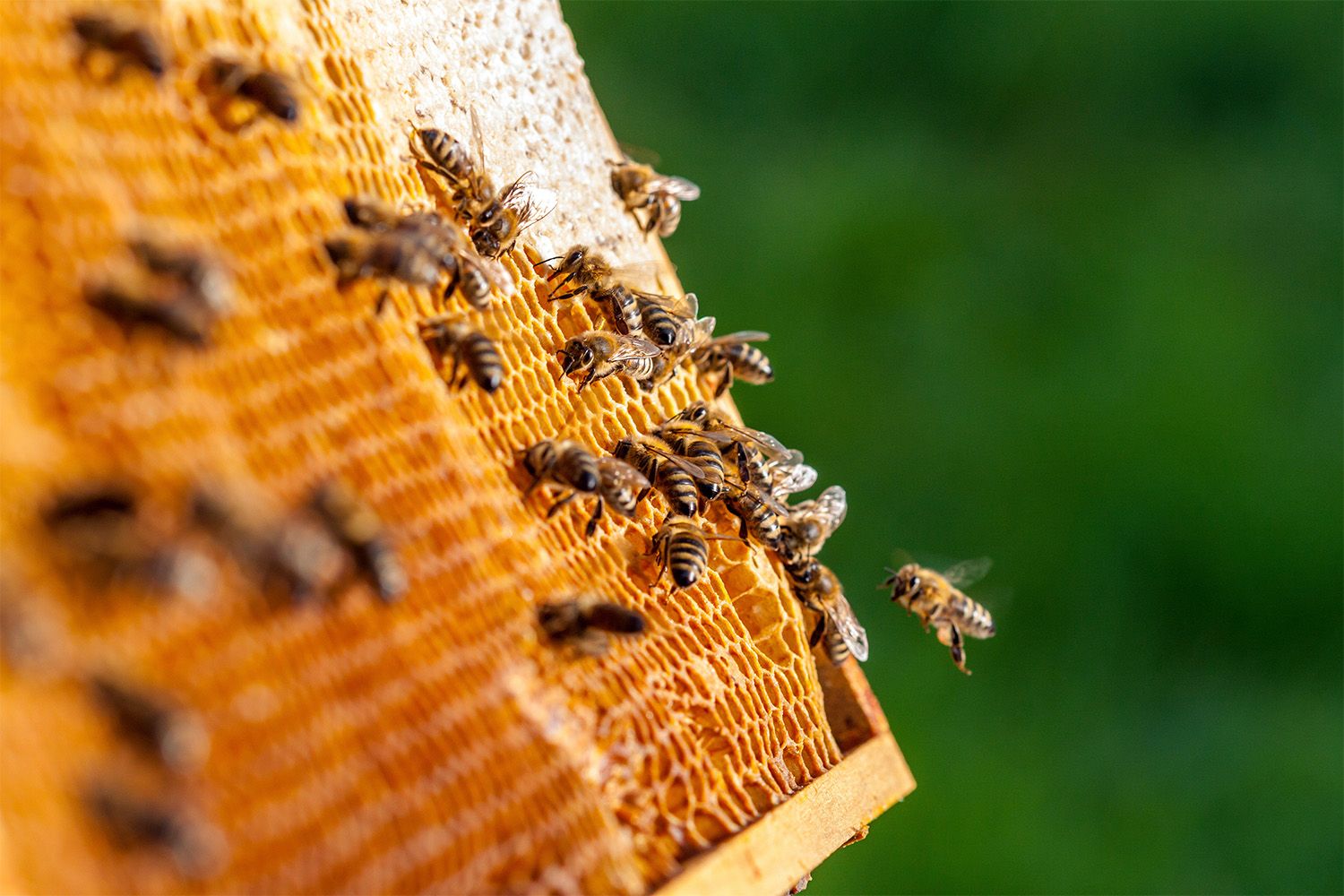 Plusieurs abeilles posées sut des rayons de miel sortis d'une ruche d'apiculture.