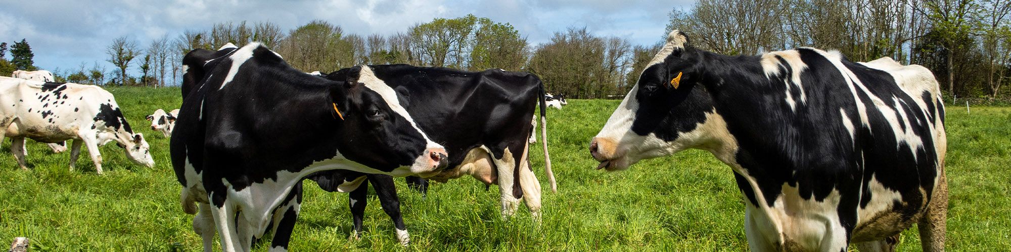 Des vaches dans un champ