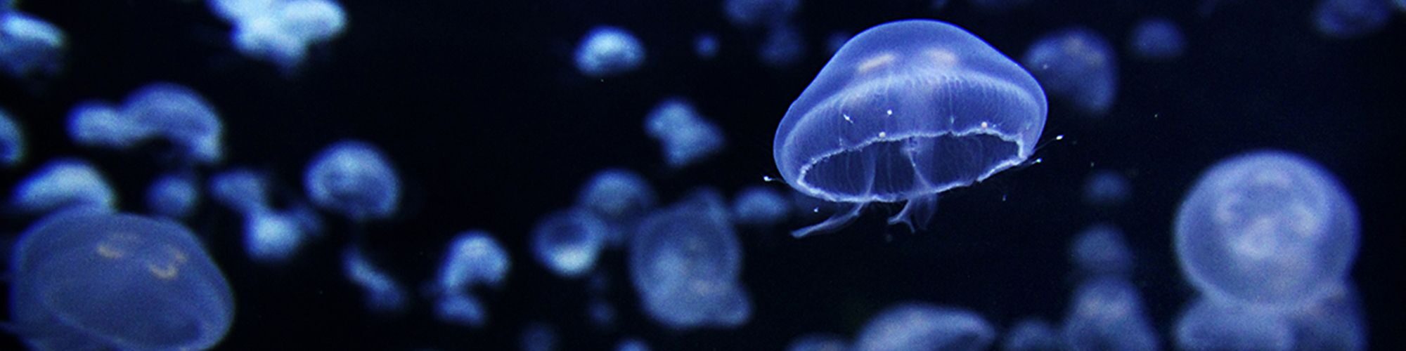 Méduses de l'aquarium.