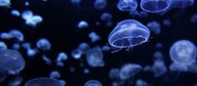 Méduses de l'aquarium.
