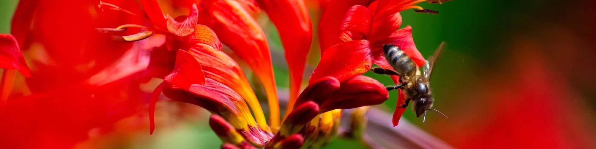 Une abeille sur une fleur rouge