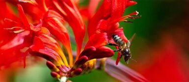 Une abeille sur une fleur rouge