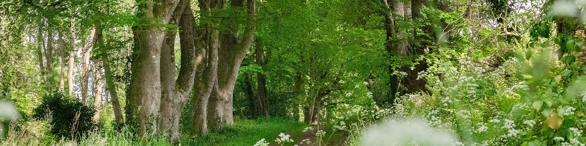 Le bois de Suguensou