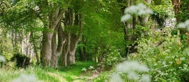 Le bois de Suguensou
