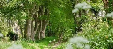 Le bois de Suguensou