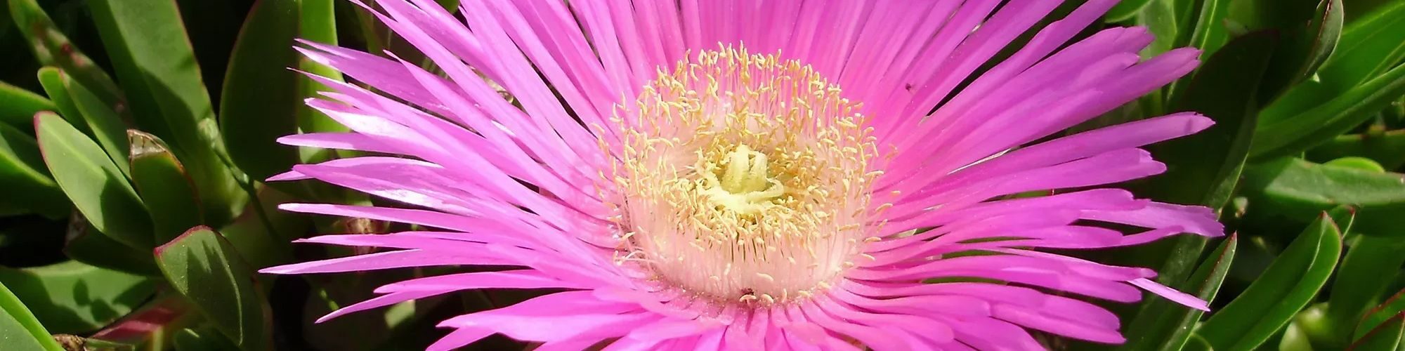 Une fleur rose