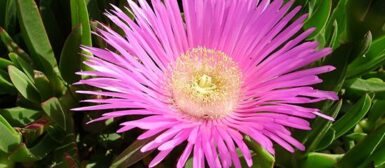 Une fleur rose