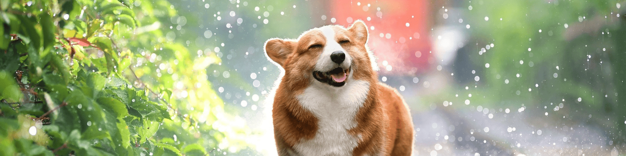 Chien corgi qui secoue ses poils