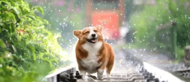 Chien corgi qui secoue ses poils